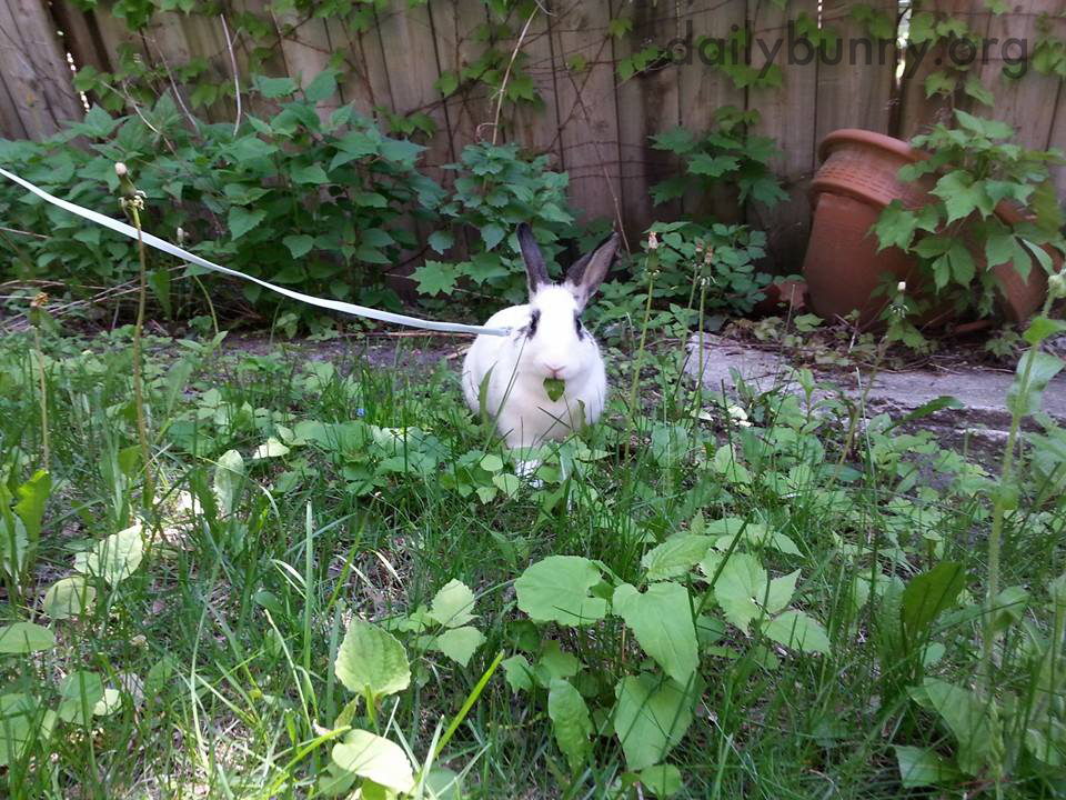 Bunny Has Selected a Leaf to Nibble 1