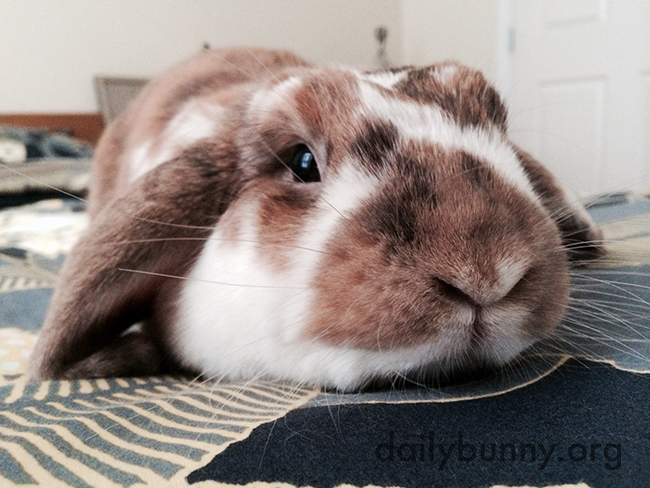 Bunny Gets in Position for Head Rubbings