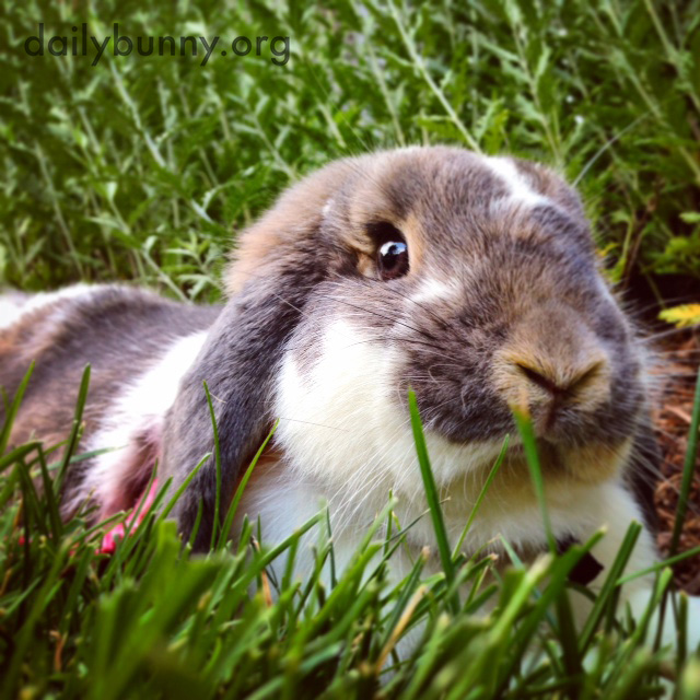 Bunny Makes Himself Comfortable in the Grass