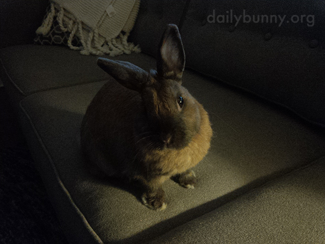 Bunny Is Really Trying to Understand Her Human's Position Here