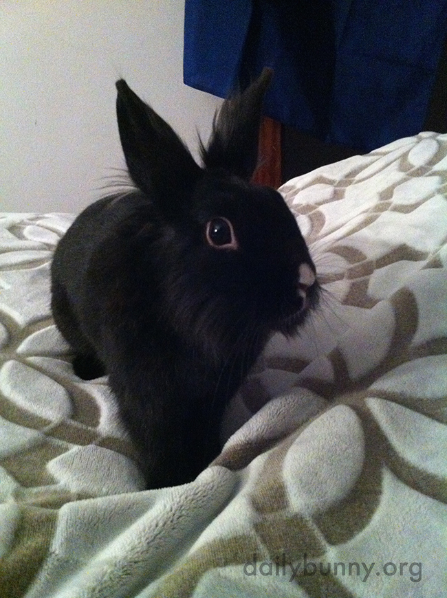 Bunny Looks So Small When Sitting on a Human-Sized Bed 2