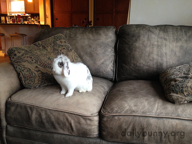 Bunny Is Waiting for Someone to Join Her on the Sofa for Cuddles