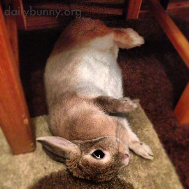 Bunny Can Contort Herself into Optimal Nomming Position