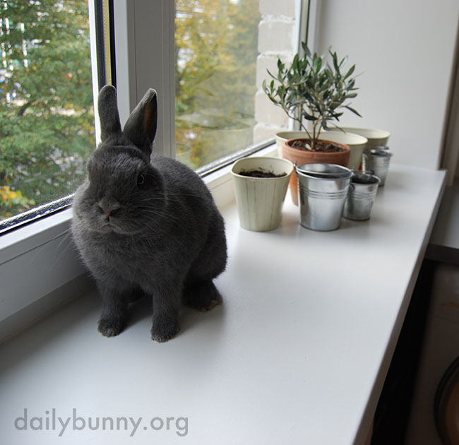 If Bunny Could Harumph, This Is What It Would Look Like