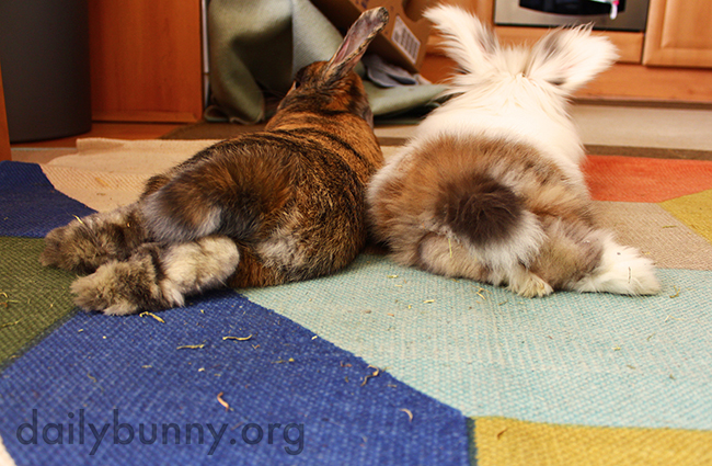 Two Bunny Bums Are Double the Cuteness