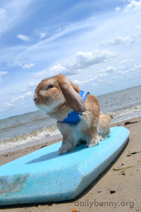 Everybunny's Gone Surfin'... Surfin' USA
