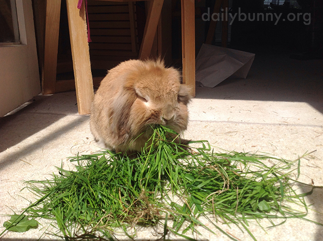 Bunny Enjoys a Mouthful of Grass