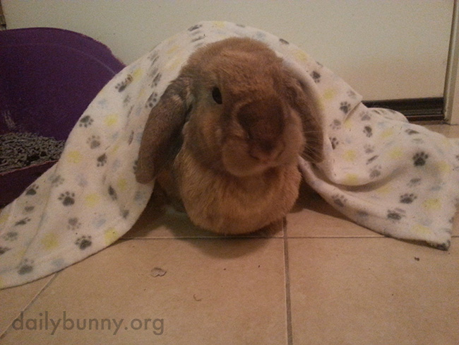 Bunny Is Snug as a Bun in a Rug