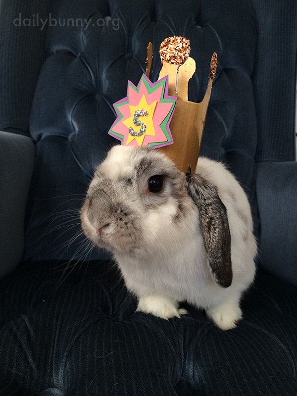 Birthday Bunny Gets a Birthday Crown 1