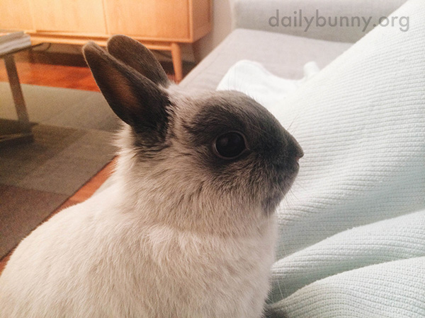 Bunny Is Here for Snuggles, Please