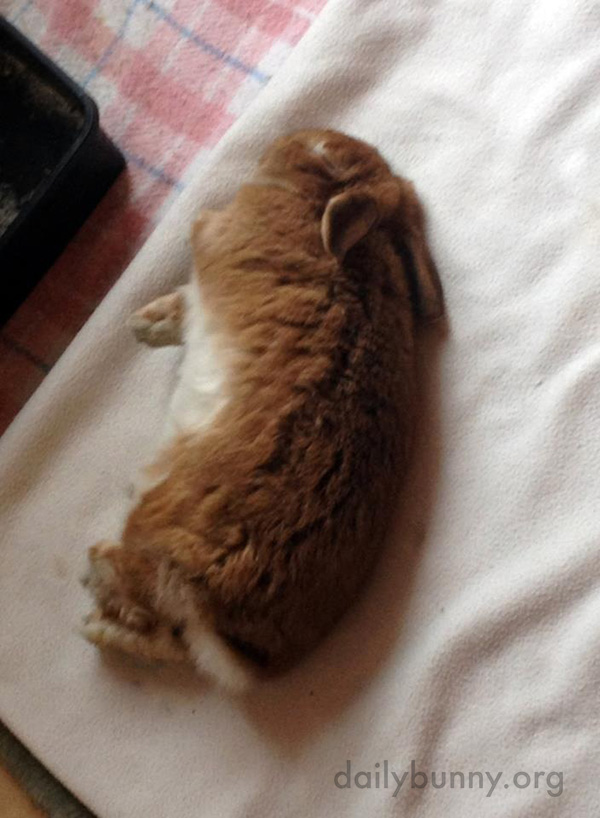 Sleepy Bunny Naps Flopped Over