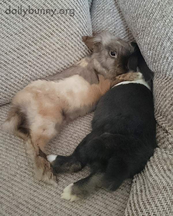Bunnies Snuggle in a Corner of the Sofa