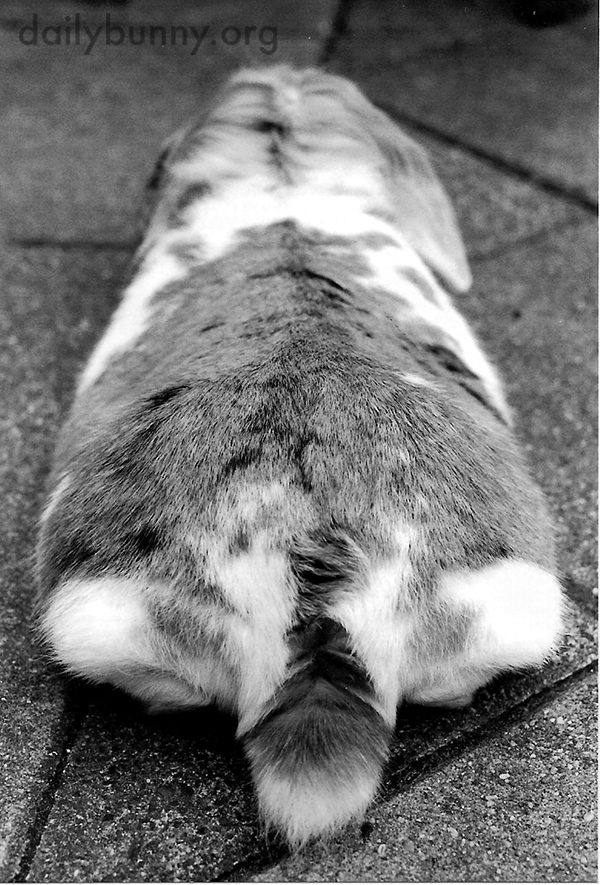A Relaxed Bunny Tail