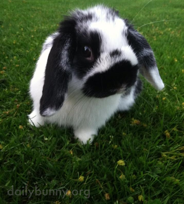 Bunny Can't Believe There's So Much Space Outside for Running and Binkying!