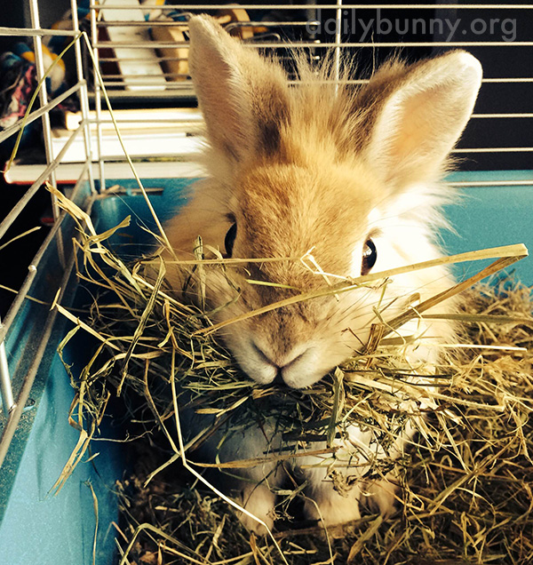That Is One Big Mouthful of Hay, Bunny 1