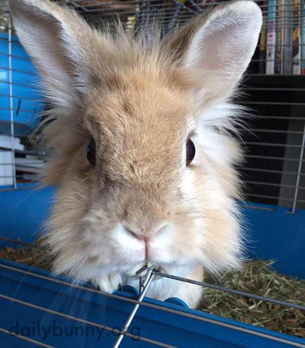That Is One Big Mouthful of Hay, Bunny 2