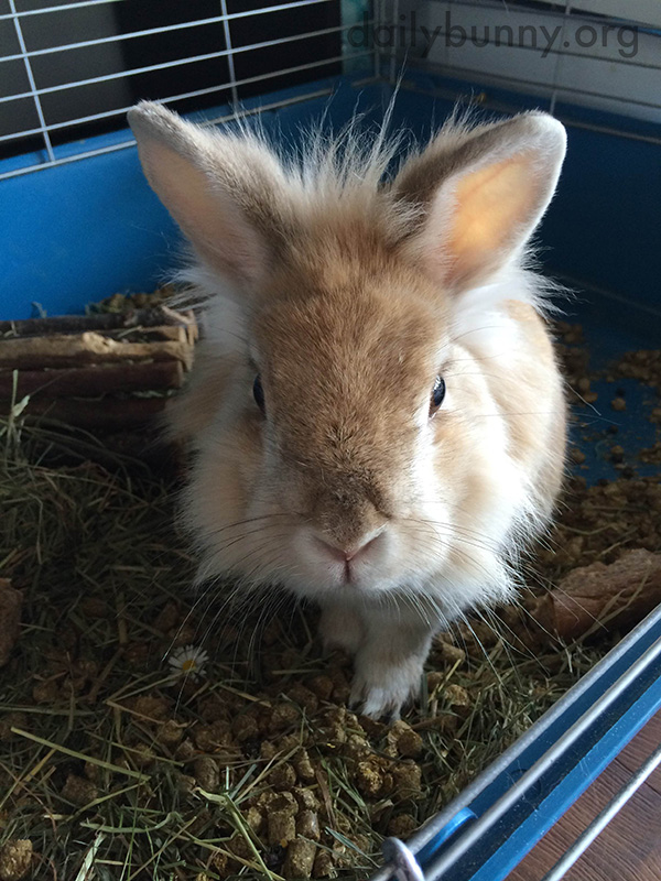 That Is One Big Mouthful of Hay, Bunny 3