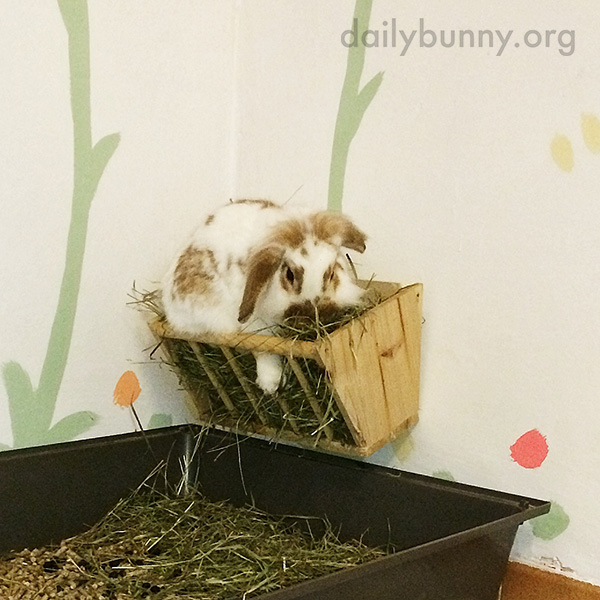 Bunny Has Found a More Efficient Way of Getting All the Hay She Wants