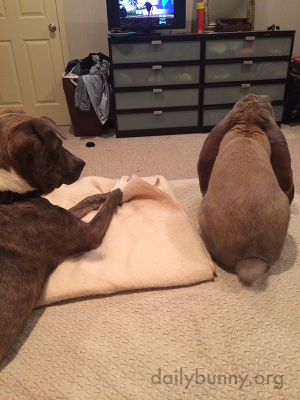 Bunny Pretends to Not Notice the New Dog