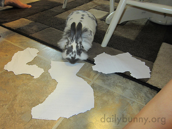 Artist Bunny Nibbles Geographical Shapes Out of Paper 1