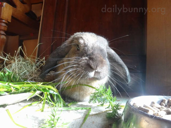 Bunny Attacks Some Carrot Greens 1