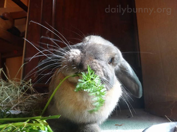 Bunny Attacks Some Carrot Greens 2