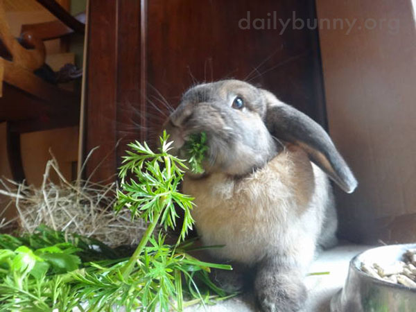 Bunny Attacks Some Carrot Greens 3