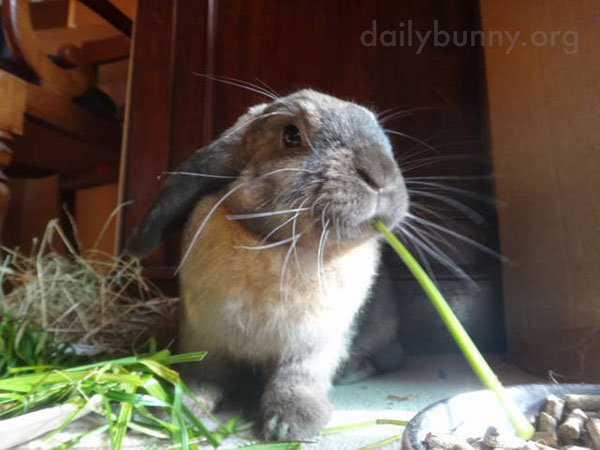 Bunny Attacks Some Carrot Greens 4