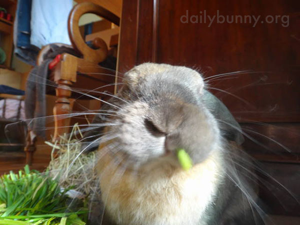 Bunny Attacks Some Carrot Greens 5