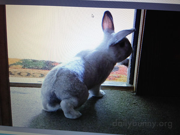 Bunny Explores the World Outside His Condo 3