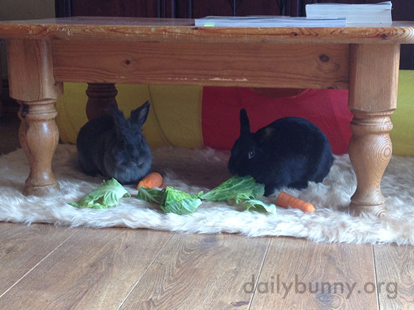 Pampered Bunnies Take Their Snack on a Soft, Fluffy Rug