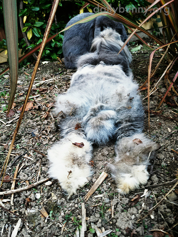 Evidence of Bunny's Outdoor Activities Can Be Seen When She Lies Down to Relax