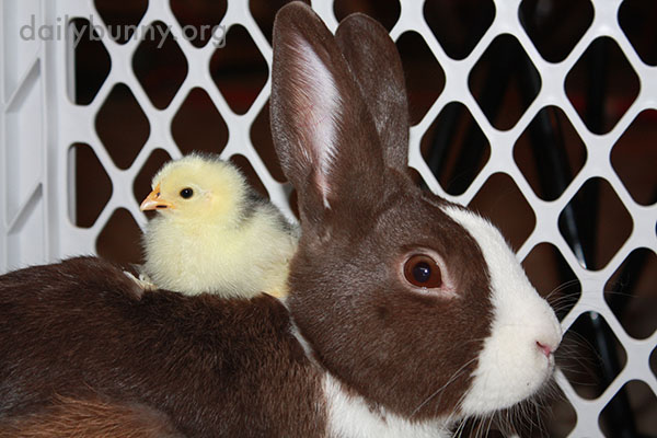 Bunny Befriends Some Chicks 1