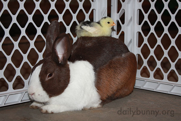 Bunny Befriends Some Chicks 2