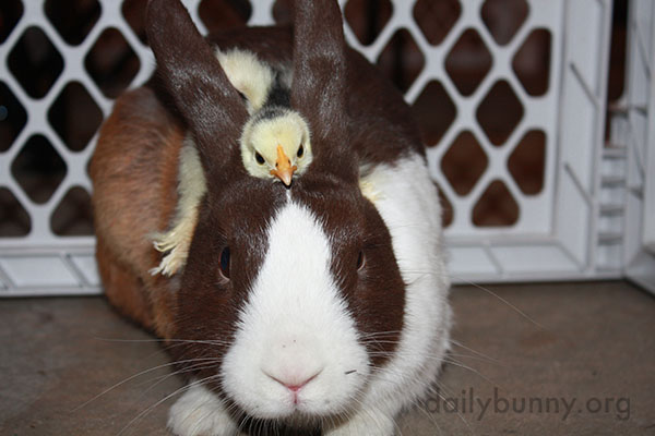 Bunny Befriends Some Chicks 3