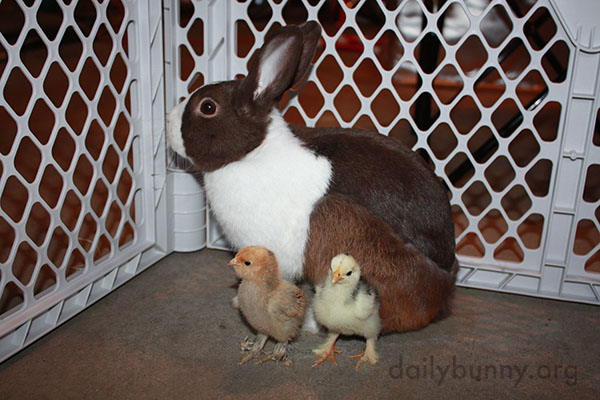 Bunny Befriends Some Chicks 5