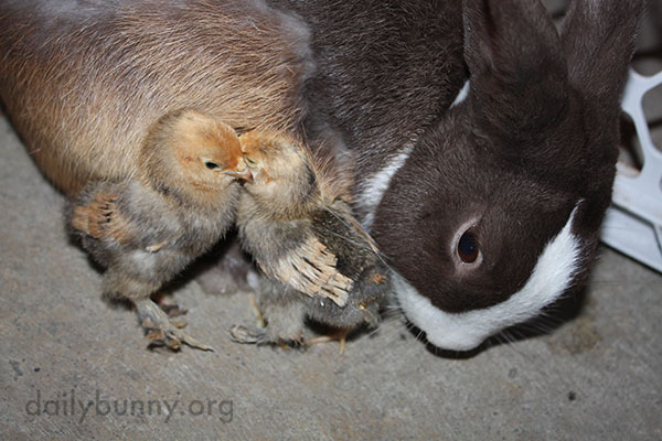 Bunny Befriends Some Chicks 6
