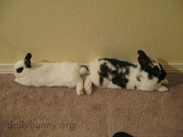 So They Can Better Supervise Their Surroundings, Bunnies Relax Tail-to-Tail 1