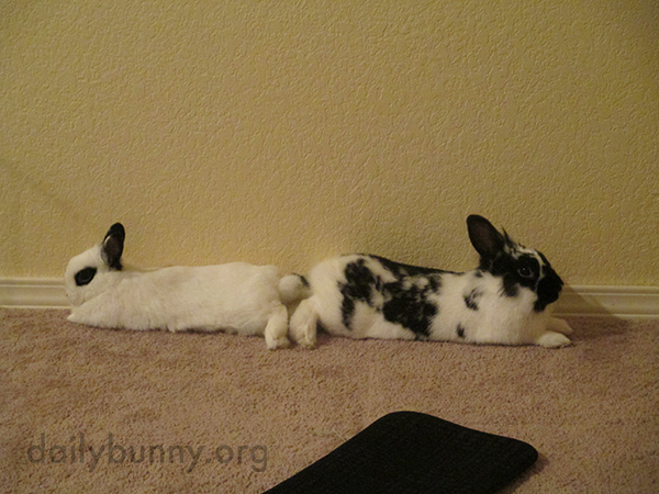 So They Can Better Supervise Their Surroundings, Bunnies Relax Tail-to-Tail 2