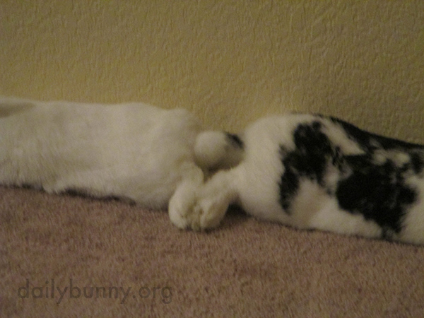 So They Can Better Supervise Their Surroundings, Bunnies Relax Tail-to-Tail 3
