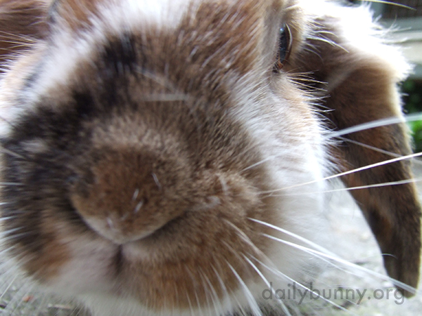Closeup of Bunny's Fuzzy Nose