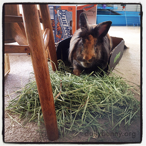 No, Human. The Box Is for Me, the Floor Is for the Hay.
