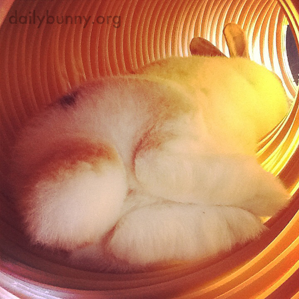 Fuzzy Bunny Bum, Tail, and Feet