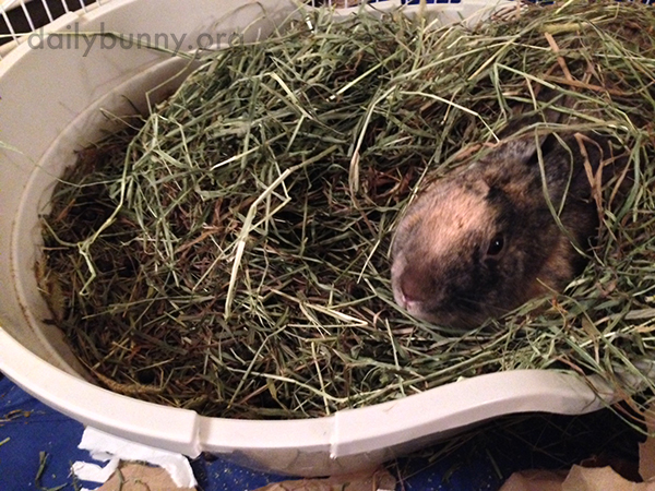 Bunny's Hay Is Perfect for Burrowing In