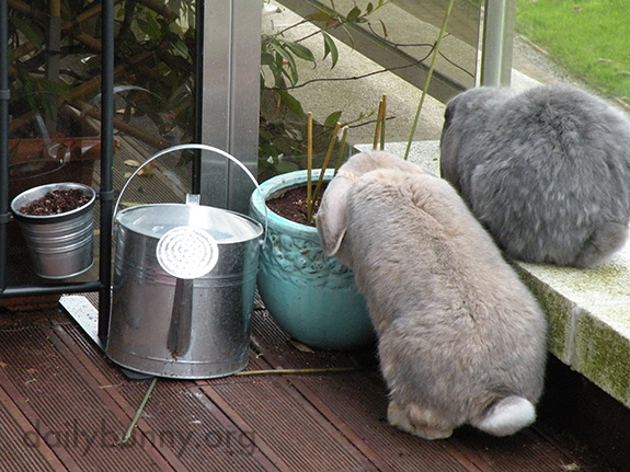 Bunnies Check the Planters, Just to Make Sure the Greens Are Growing As They Should 1