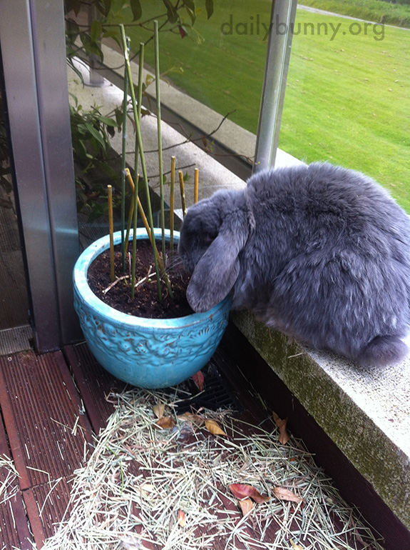 Bunnies Check the Planters, Just to Make Sure the Greens Are Growing As They Should 2