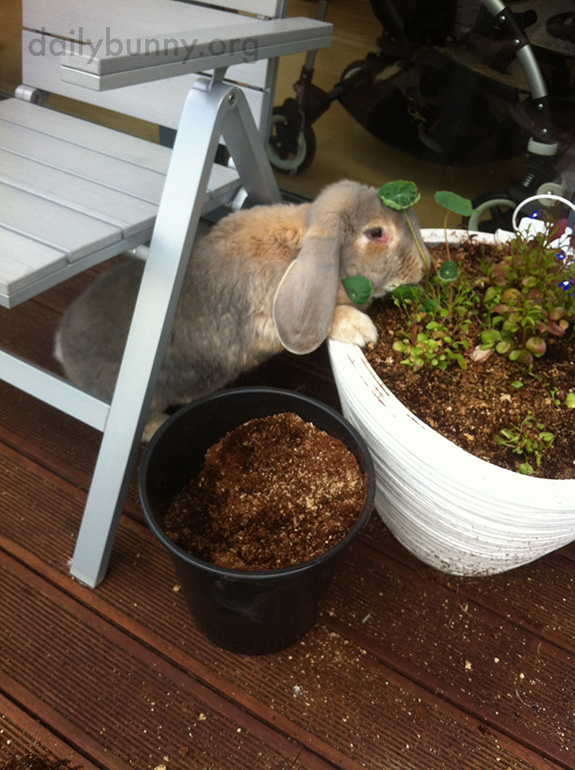 Bunnies Check the Planters, Just to Make Sure the Greens Are Growing As They Should 3