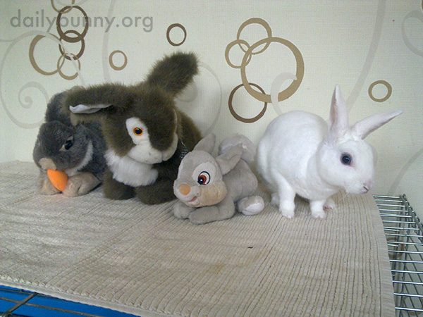 Bunny Is a Little Weirded Out by These Guys