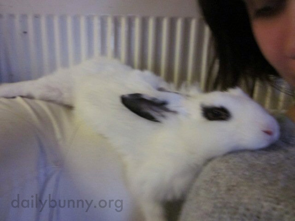 Languid Bunny Melts onto His Human's Shoulder 1