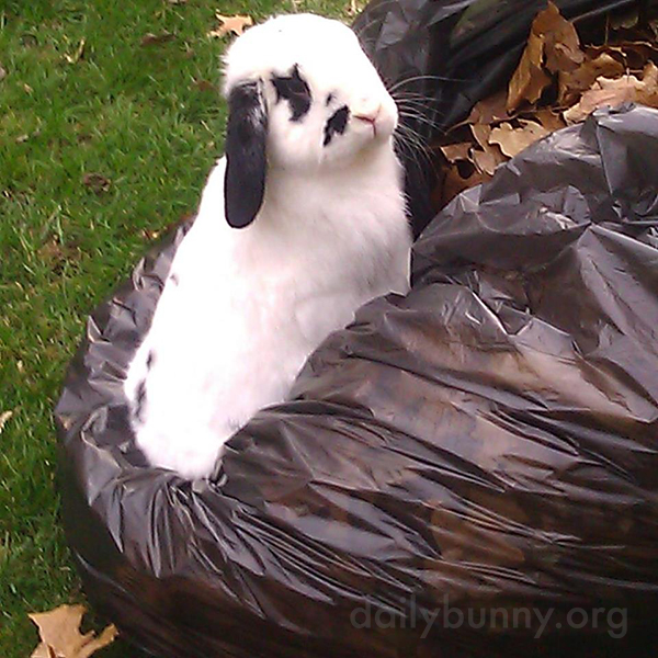 Human Is Very Considerate for Putting All Those Fun, Crunchy Leaves in One Place for Bunny